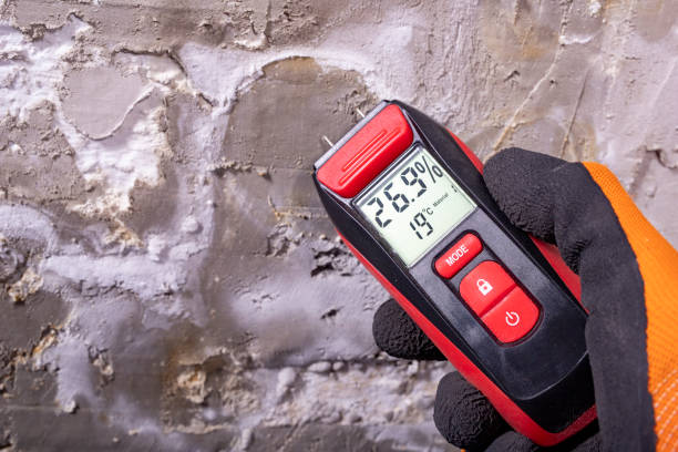 Best Residential Mold Removal  in Ely, MN