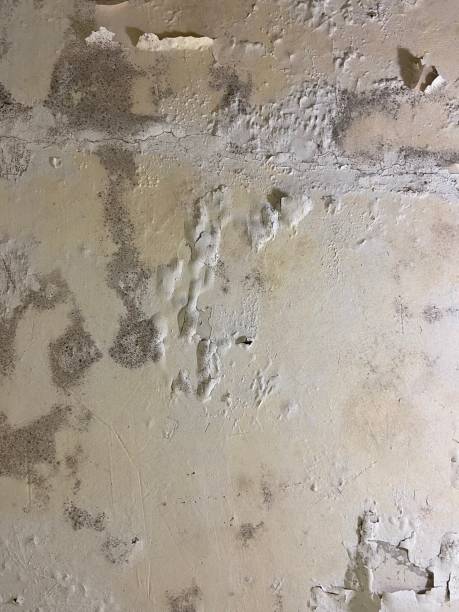 Crawl Space Mold Removal in Ely, MN