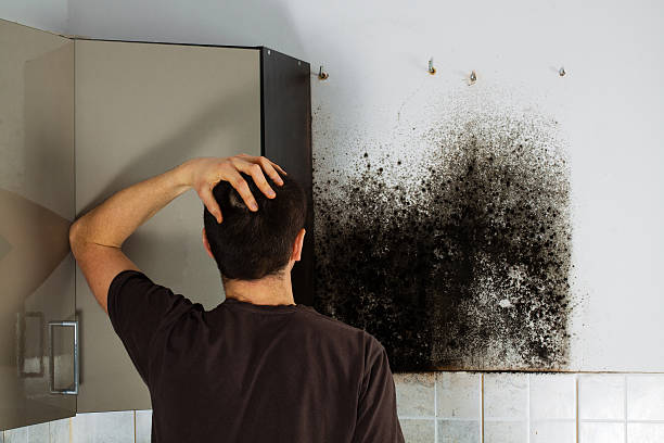 Best Emergency Mold Removal  in Ely, MN