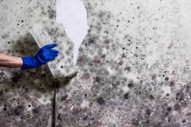 Best Crawl Space Mold Removal  in Ely, MN