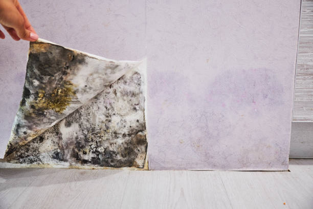Office Mold Removal Services in Ely, MN